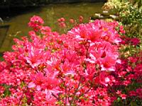 Azalee - Azalea Hinomayo (fam. Ericacees) (2) (Photo F. Mrugala)